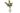 Boeket Aether