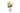 Boeket Asopus