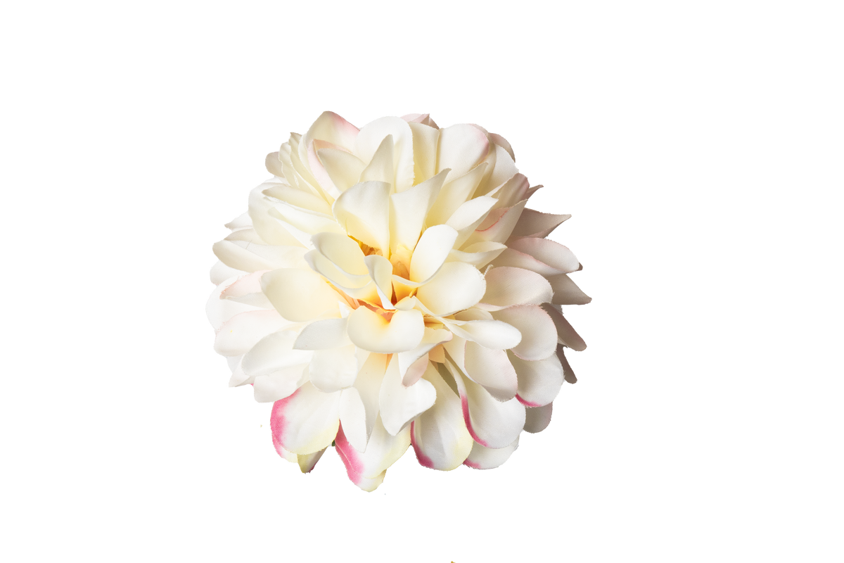 Dahlia - crème