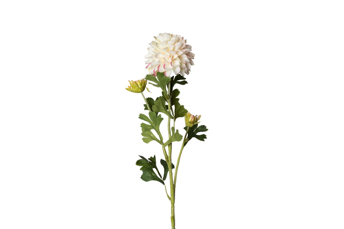 Dahlia - crème