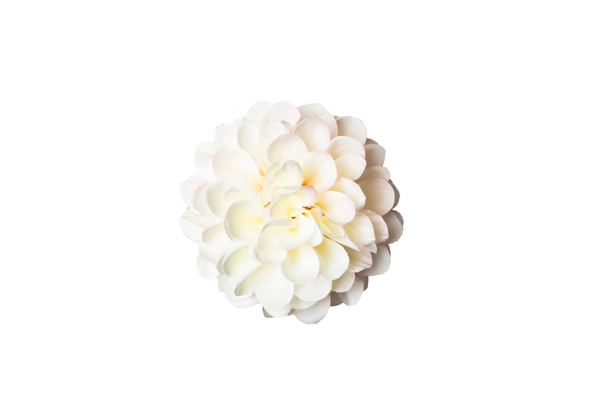 Dahlia - crème