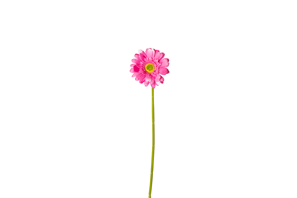 Gerbera - roze