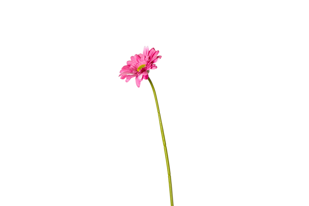 Gerbera - roze