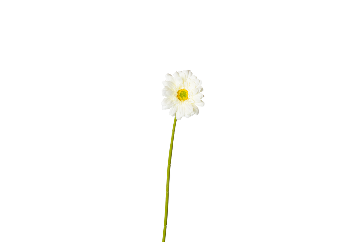 Gerbera - wit