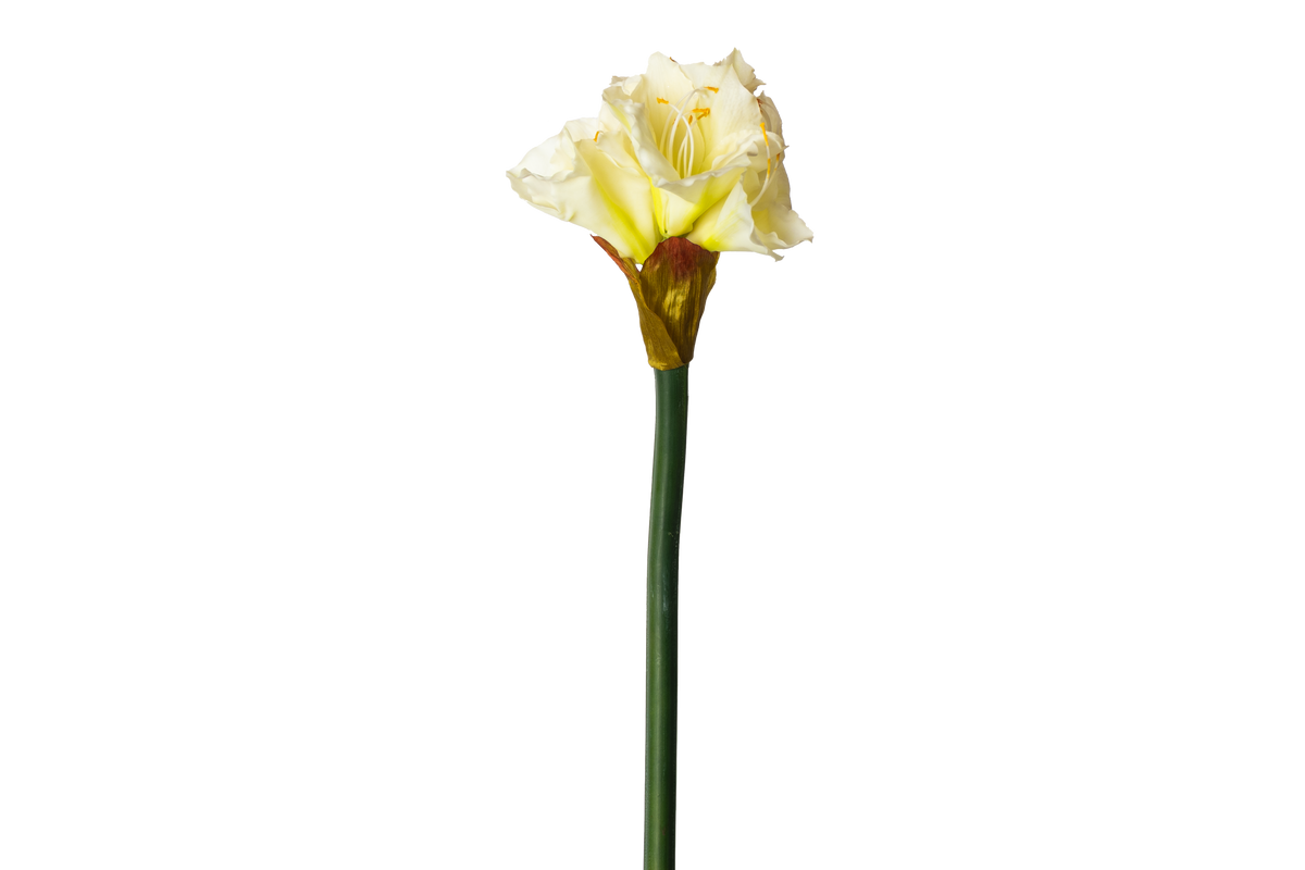 Grote Amaryllis - Wit