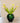 Boeket Tulpen